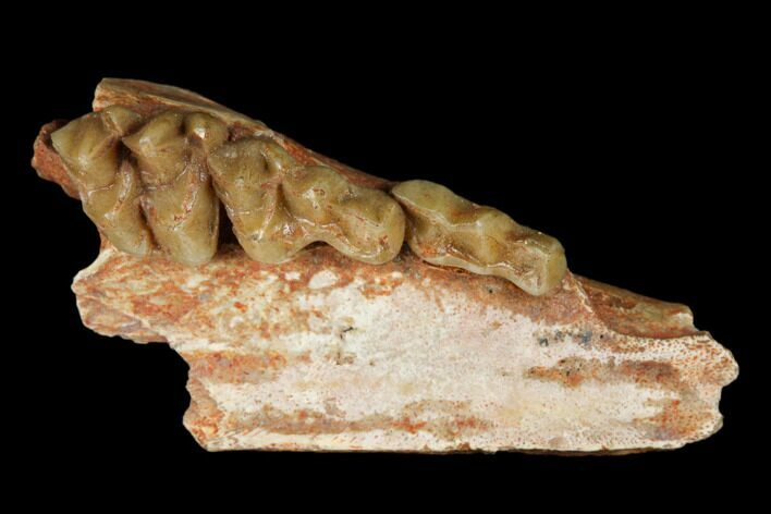 Eocene Ruminant (Lophiomeryx) Jaw Section - Quercy, France #181284